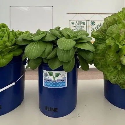 thumbnail for publication: “Set It and Forget It” Hydroponic Lettuce
